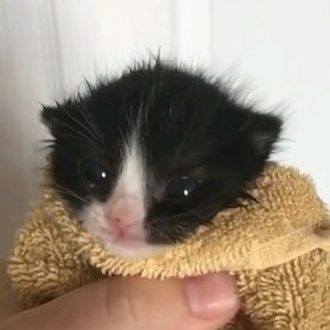 Meet your Posher, Ann